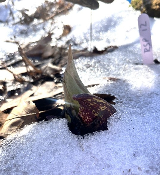 Immature skunk cabbage flower in the snow.