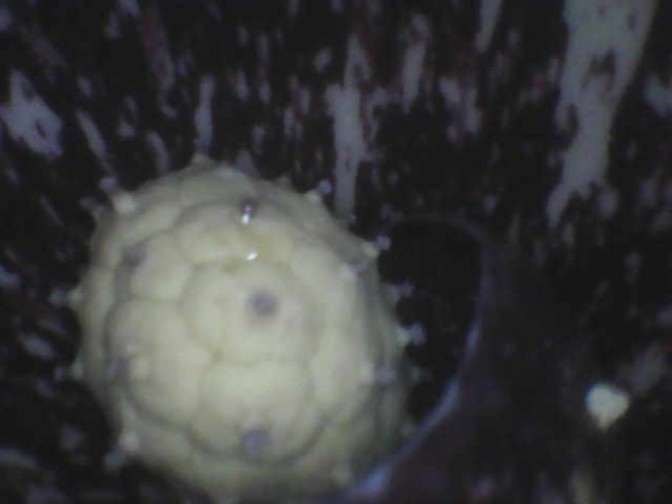 A female skunk cabbage flower. 