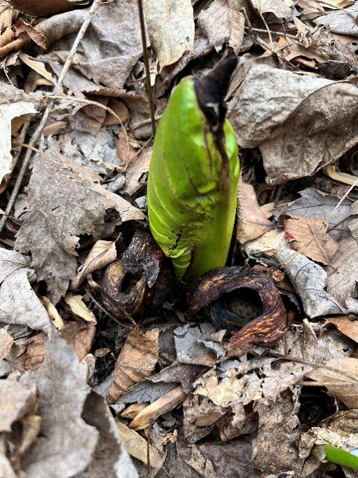 A skunk cabbage that is done flowering. 