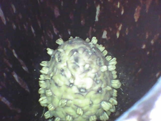 A skunk cabbage flower transitioning from female to male. 