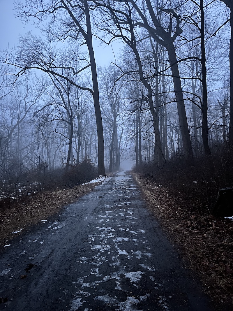 A foggy trail through the forest at Rockefeller State Park. 