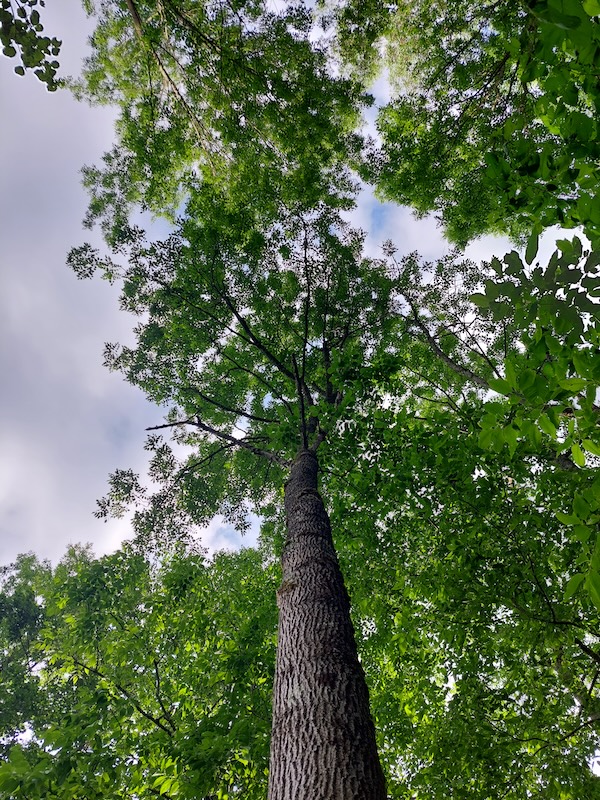 View from underneath a tall, healthy white ash tree with a full crown.