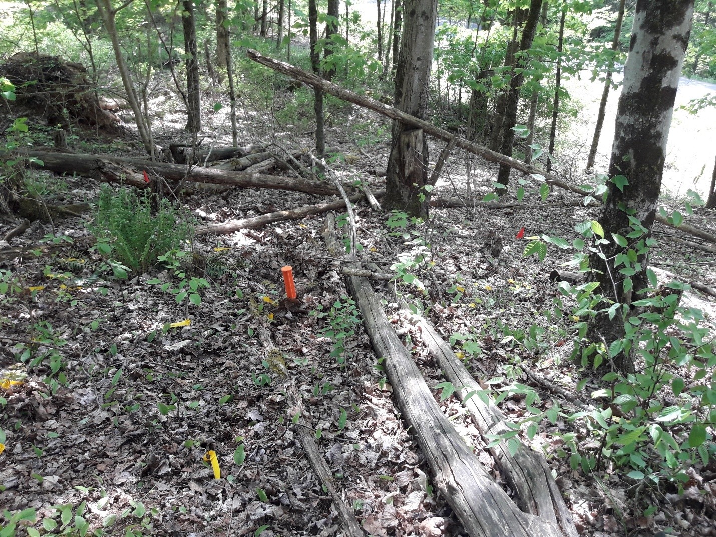 An orange stake on the forest floor surrounded by yellow tags that mark tree seedlings.