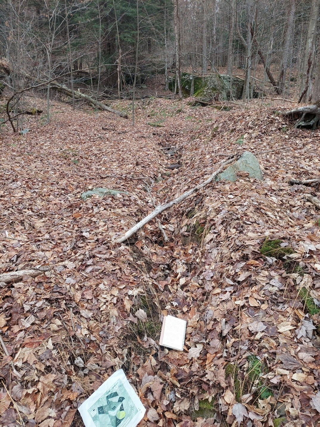 A leaf-covered ephemeral stream channel at Lennox Model Forest. Photo taken in early spring.