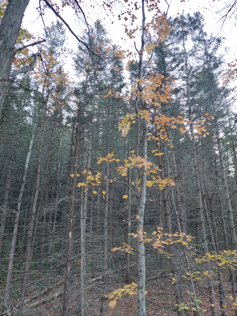 A stand of closely spaced Norway spruce trees. 
