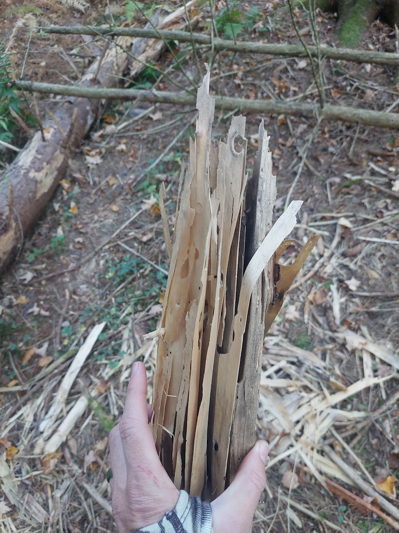 The author holds a piece of decaying wood that looks like a bundle of wood strips.