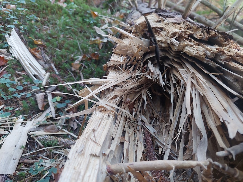 A cross section of the log with bleached, shredded wood strips in a radial pattern.