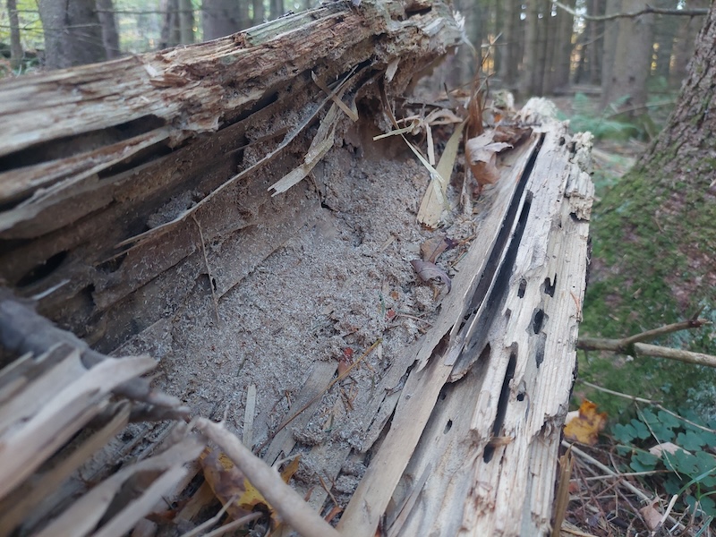 Hollow end of the log with wood dust, wood strips, and insect bore holes.