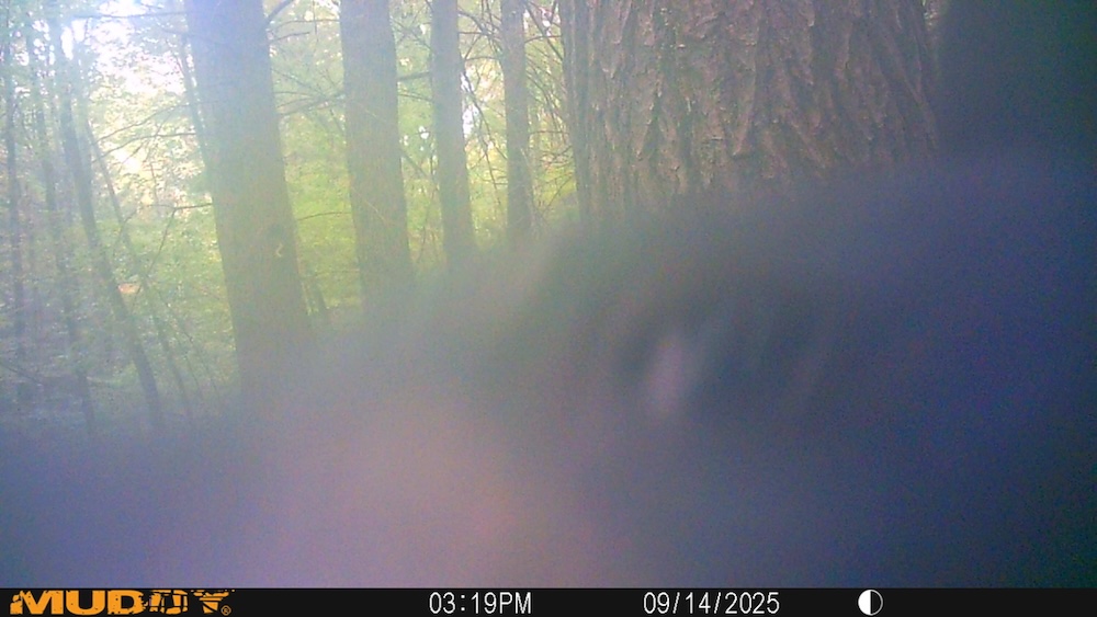 A black bear gets up close and personal with my trail camera. Although blurry, you should be able to make out the bear’s nose, eye, and ear.