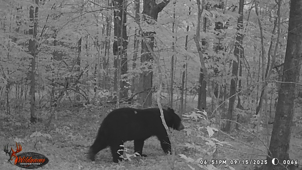 Are Black Bear Populations Increasing in the Catskills?