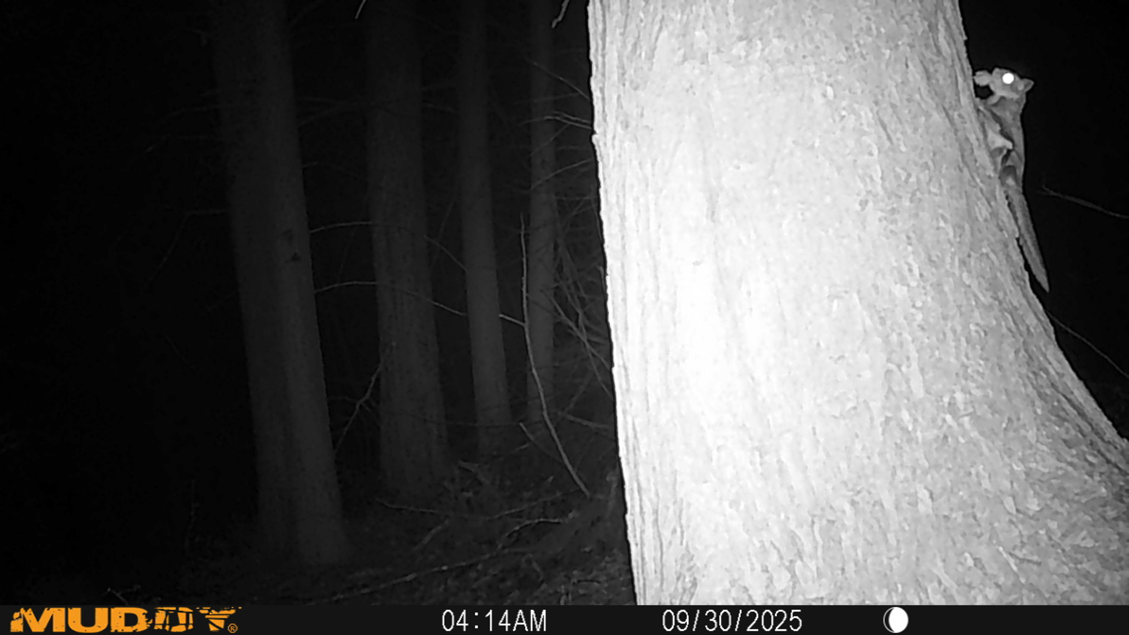 Flying squirrel on a big hemlock tree at night.