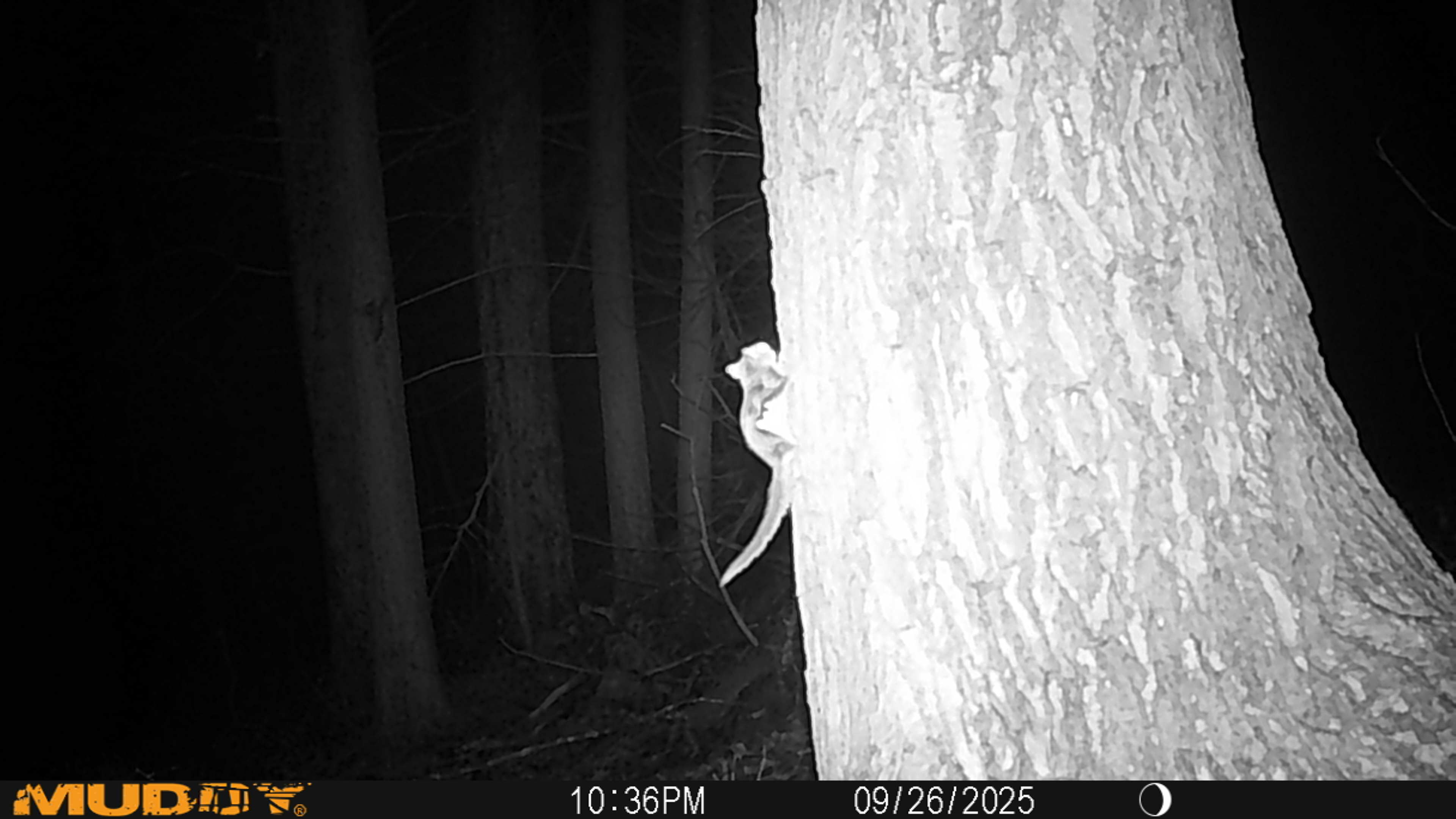 Flying squirrel on a big hemlock tree at night.