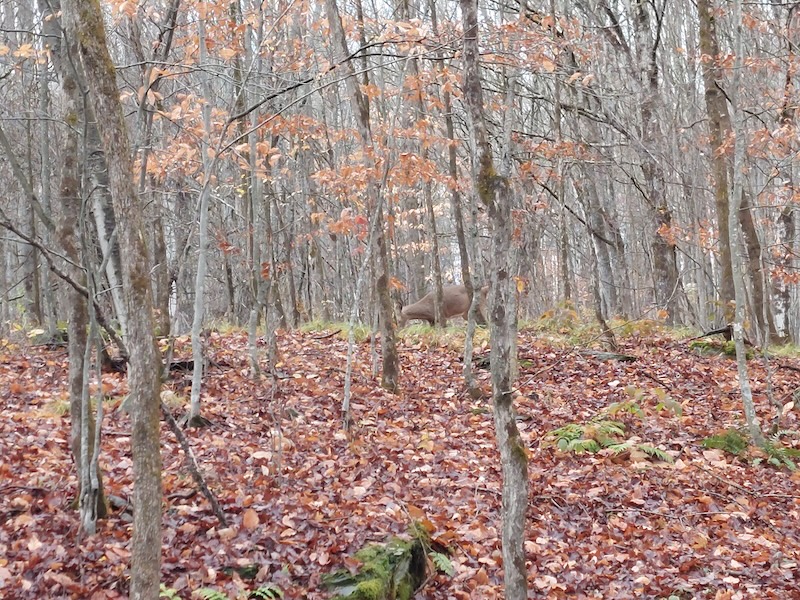 A deer feeding on a wooded hill. The woods are open and the forest floor is covered in wet brown and tan leaves.