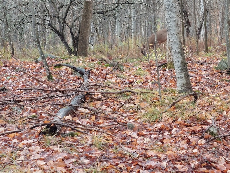 A young deer feeding near an apple tree in the fall. Wet leaves and tree branches cover the ground. Some yellow and green grasses poke through the leaves on the ground.