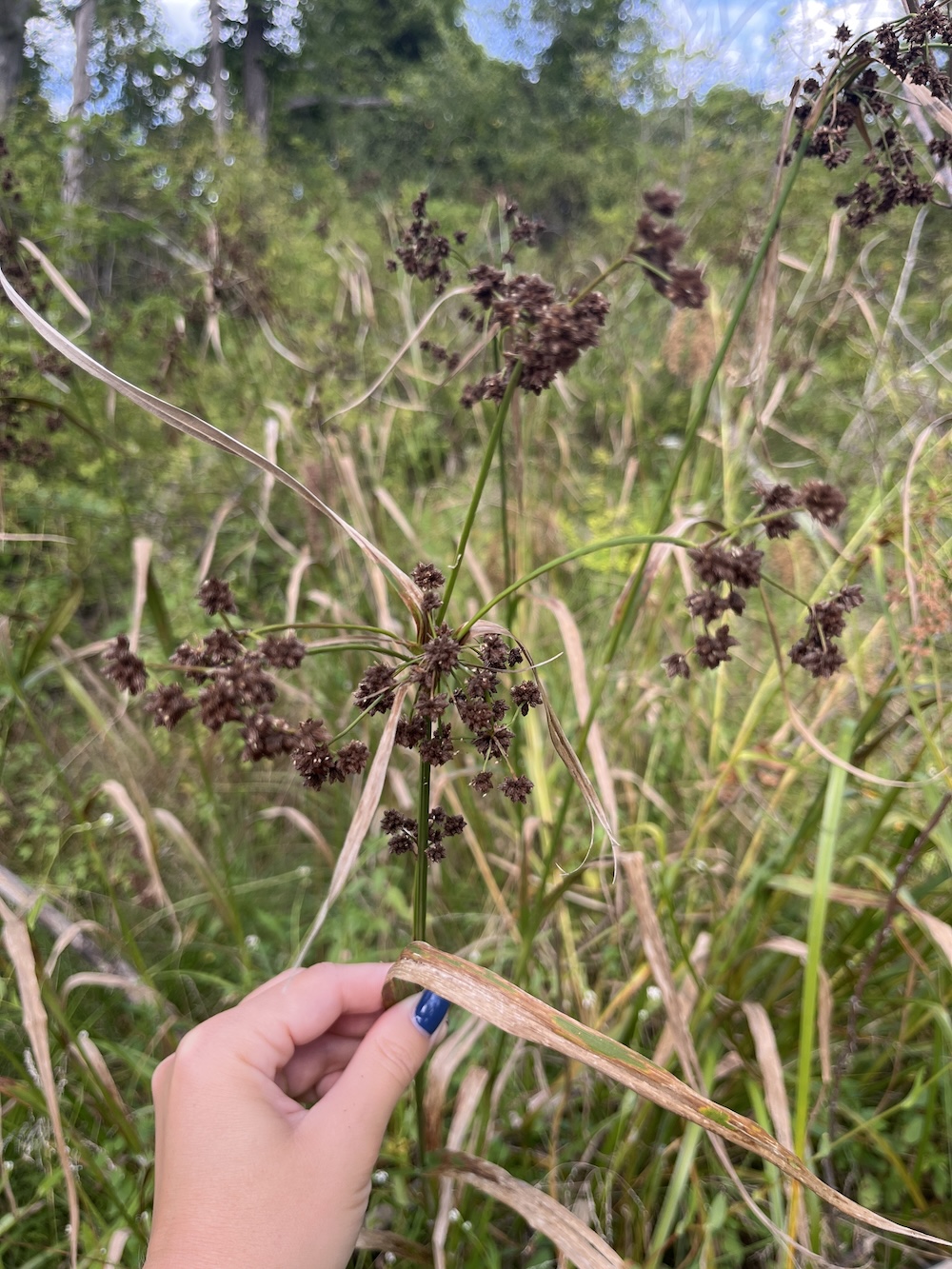 Sedge with dried flowers.