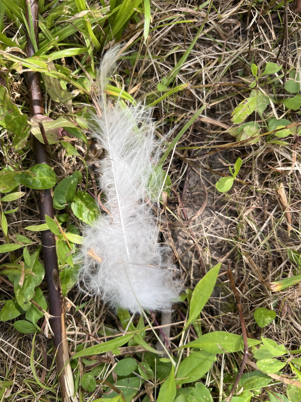 Fluffy white feather. 