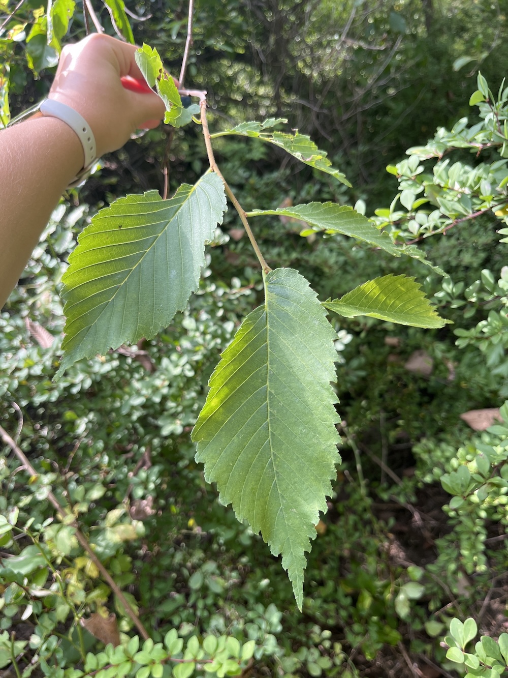A tree leaf hanging on a low branch.
