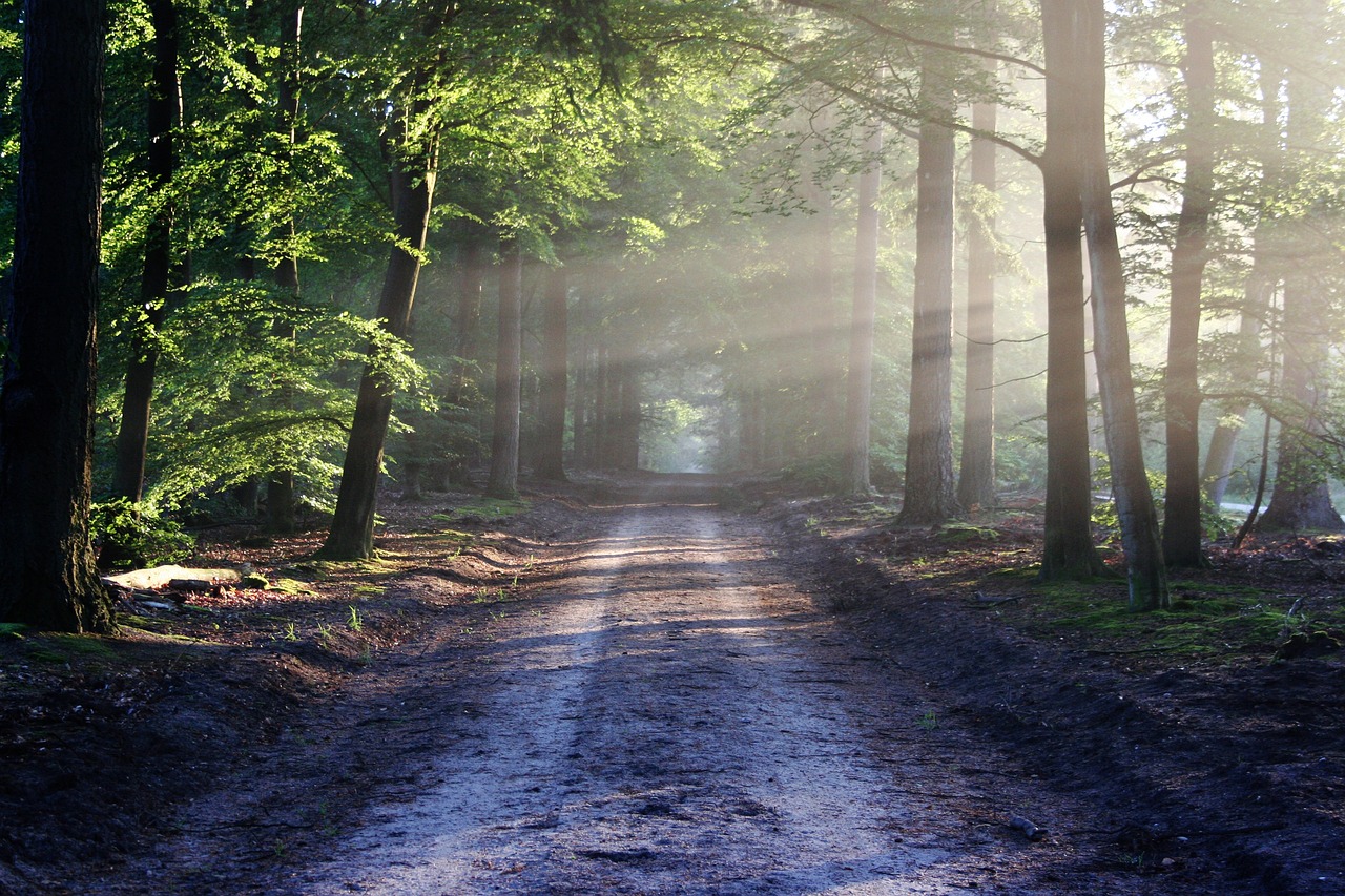 Morning sun shines through the trees.