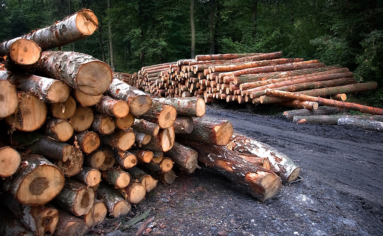 Logs ready for transport to the mill.