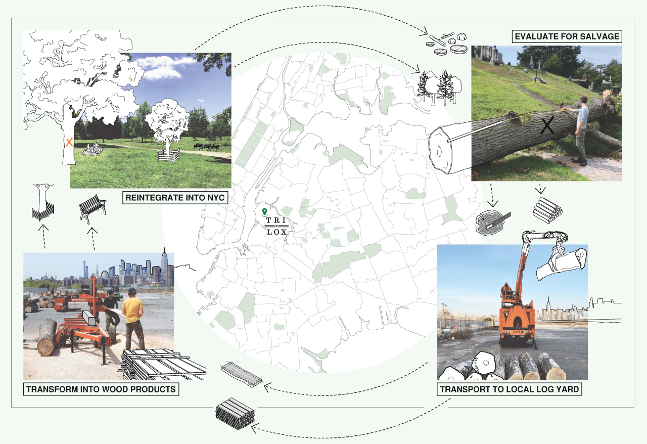 A flow chart shows the cycle of growing urban trees and using their wood locally. 