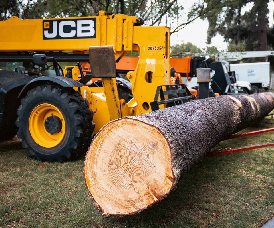 A salvaged tree is removed from the site to be milled into wood products.