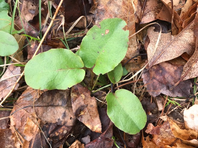 Trailing arbutus leaves.