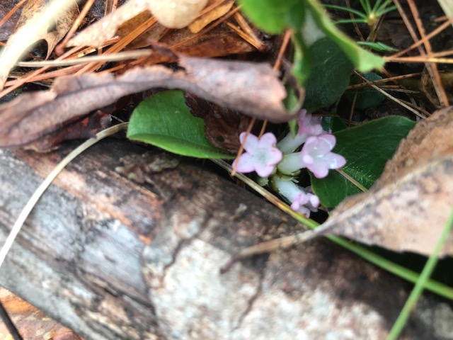 Trailing arbutus flowers.