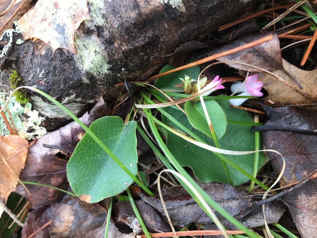 Trailing arbutus flowers fallen off plant.