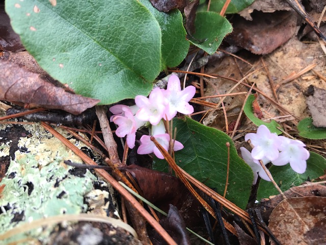 Trailing arbutus.