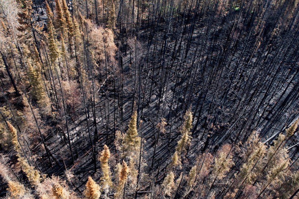 Forest burned by wildfire.