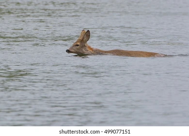 Doe swimming in open water.