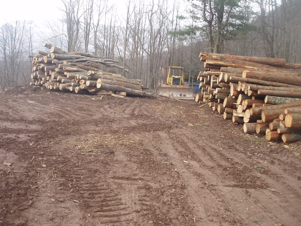 A harvest landing area in the fall. The trees are bare. A bulldozer is between a stack of firewood and a stack of hemlock logs.