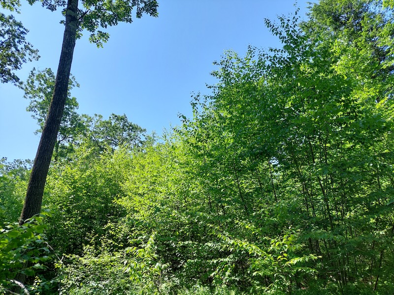 A partly open, partly shaded area created by timber harvesting. The photo shows a mix of sun and blue sky, as well as shade created by a mature red oak tree and dense birch saplings.