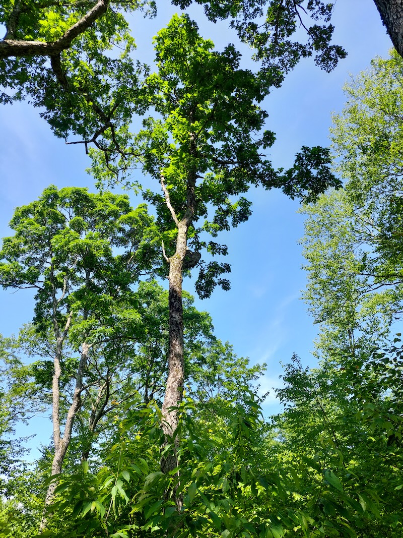 Tall white oaks with blue sky above them. Young woods grows in the shade below them.