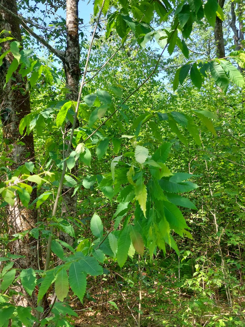 An American chestnut sapling on the edge of dense brush. 