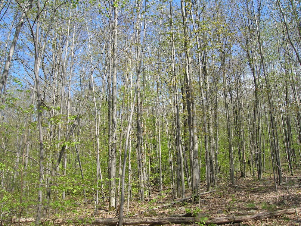 A young woods in the springtime.