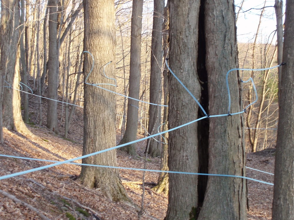 Sap lines winding through the trees in a sugar bush. 