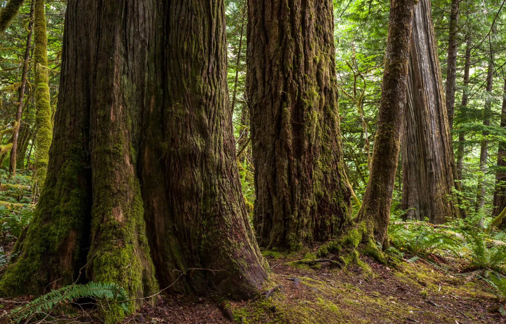Large old growth tree trunks. Large old growth tree trunks.
