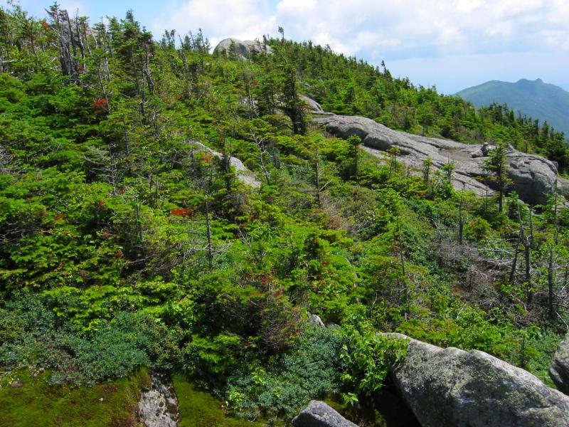 Mountain-top old growth. View of small weather-beaten conifer trees growing at the top of a mountain.