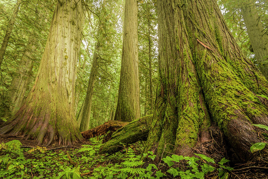 Giant old growth trees. Many very large tree trunks in a forest reaching skyward.
