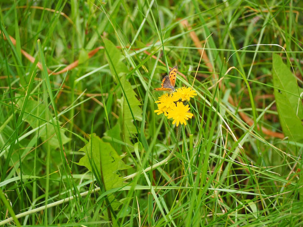 A small orange butterfly on a yellow flower.