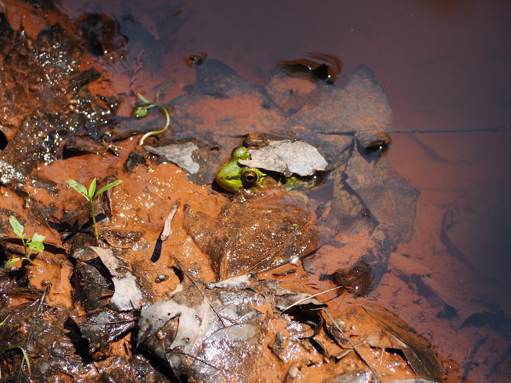A green frog in a mud puddle, camouflaged by leaves and muck.