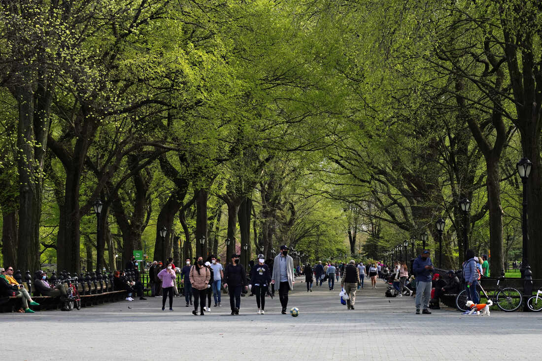 Tree lined park walkway. Large trees arching over a wide walkway in a park.