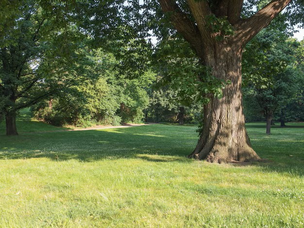Trees in park. Large tree in a park lawn with more trees in the background.