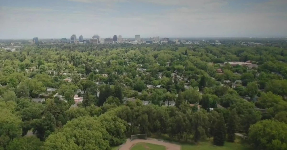 Tree canopy. Aeriel view of tree canopies dominating a city area.