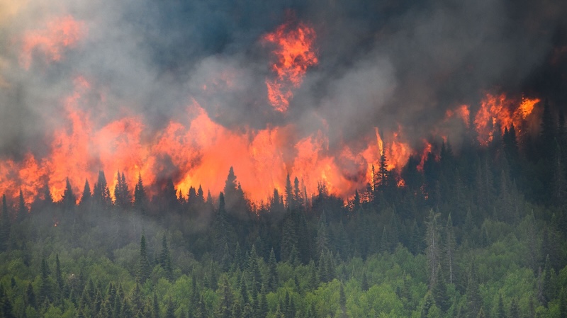 A raging wildfire in the background bearing down on unburned forest.