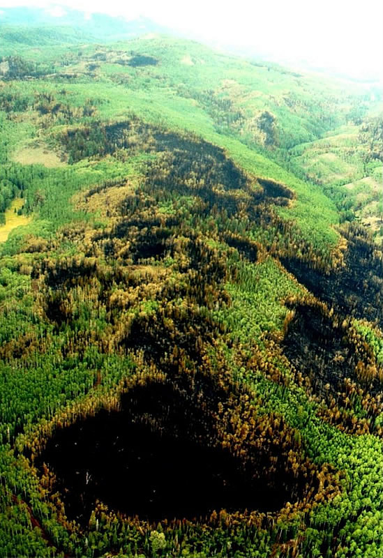 A mountain top of burned conifers surrounded by green aspen trees.