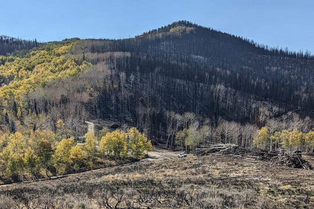  A mountain side with burned trunks of dead conifers on one side and live aspen trees with leaves turning yellow in the fall on the other side. 