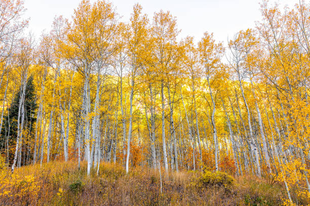 Aspen trees clothed in their yellow fall color.