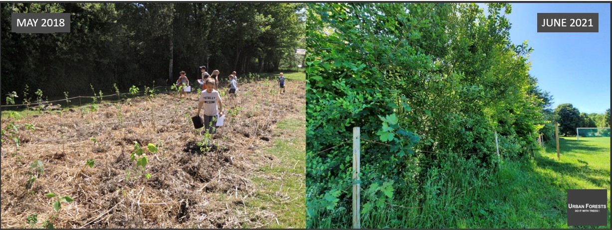 A side-by-side photo demonstrating 3 years growth in a mini woods. The May 2018 photo shows young children interacting with the just-planted seedlings. The June 2021 photo shows dense vegetation 10-foot tall.